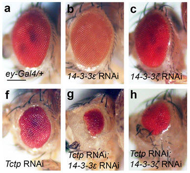 14-3-3과 tctp 단백질 결핍으로 인해 초파리 눈이 소실된 상태를 보여준다.