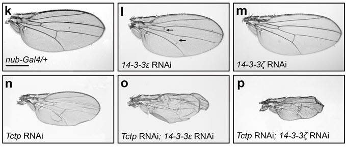 14-3-3과 tctp 단백질 결핍으로 인해 초파리 날개가 소실된 그림.