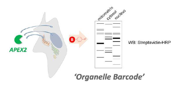 과산화효소로 알라낸 단백질 위치 바코드. 세포 속 다양한 소기관(소포체, 미토콘드리아, 핵)에 과산화효소를 붙인 단백질을 발현시킨 뒤, 기존 웨스턴 블랏 기법으로 분석한 결과. 이렇게 하면 각 세포소기관에 어떤 단백질이 위치하고 있는지 나타낼 수 있다. `세포소기관 바코드`라는 이름은 과산화효소로 표시된 단백질이 만들어내는 패턴이 바코드를 닮아 붙인 이름이다.