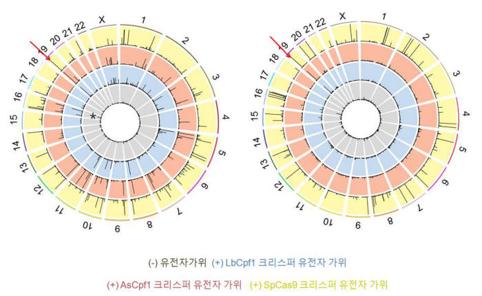 특이성을 지닌 크리스퍼 Cpf1 유전자가위 표적, 비표적 위치 절단 비교 그림. 연구진은 크리스퍼 Cpf1 유전자가위의 정확성을 측정하기 위해 절단 유전체 시퀀싱 프로그램을 이용해 각 크리스퍼 유전자가위의 표적위치와 비표적위치를 찾고 비교했다. 과녁처럼 생긴 이미지는 각각 다른 표적의 위치를 나타낸다. 그래프 내의 회색은 대조군이고, 바깥쪽 노란색은 기존에 사용했던 크리스퍼 Cas9 유전자가위, 그 안 쪽 빨간 색과 파란색은 최근에 발견된 신형 크리스퍼 Cpf1 유전자가위다.
 그래프에서 검은색 막대가 의미하는 것은 유전자가위의 표적위치 혹은 비표적 위치의 후보인데, 파란색과 빨간색은 왼쪽 상단의 빨간색 화살표로 표시된 표적위치에만 그래프 피크가 있는 것을 확인할 수 있다. 반면, 노란색의 경우 상대적으로 검은색 막대가 높게 표시된 곳이 여러 곳이다.
 이는 곧 Cas9 단백질에 비해 Cpf1 단백질이 표적위치에 좀 더 특이적으로 작용함을 알 수 있고, 정확성이 더 높다고 할 수 있다.