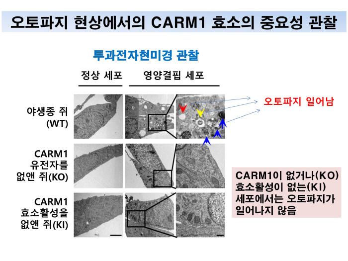 오토파지 현상에서 CARM1 효소의 중요성을 규명.
 당 결핍 상황에서 일어나는 오토파지 현상이 Carm1 유전자가 결손된 Knock-out(KO) 배아섬유아세포나 효소 활성이 없는 Knock-in(KI) 배아섬유아세포에서는 관찰되지 않음을 통해 CARM1 효소가 오토파지에서 중요함을 규명함. 빨간 화살표: 자가용해소체(autolysosome), 파랑 화살표: 자가소화포(autophagosome), 노랑 화살표: 중층소체(multilamellar body)