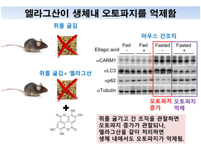 엘라그산이 생체내 오토파지를 억제함을 규명
 굶긴 쥐에 엘라그산을 처리하여 CARM1의 효소활성을 억제하였을 경우에는 마우스의 간조직에서 오토파지현상이 억제됨.