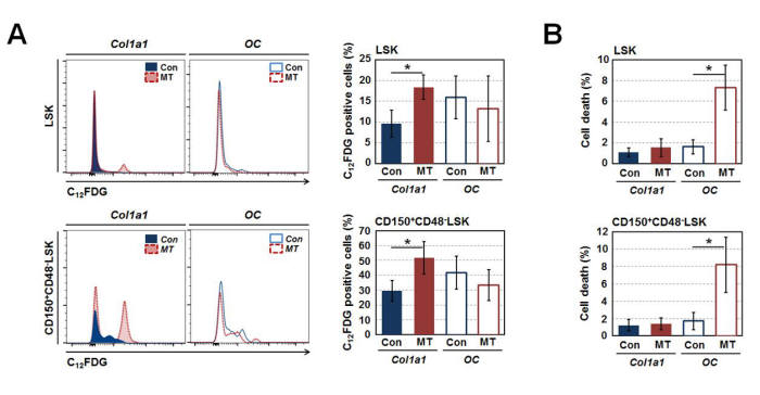 조직 특이적 Smad4 유전자적중생쥐에서 조혈줄기세포의 노화 및 사멸 유도 (A)미성숙 조골세포에서 Smad4 유전자를 제거한 유전자적중생쥐(Col1a1-MT)의 lineage-Sca-1+c-Kit+(LSK)*와 CD150+CD48-LSK세포*들은 노화관련 유전자인 senescence- associated β-galatosidase (SA-β-gal)*를 측정하는 C12FDG*가 정상 생쥐와 비교하여 높은 발현량을 보인다. (B) 성숙 조골세포에서 Smad4 유전자를 제거한 유전자적중생쥐(OC-MT)의 LSK와 CD150+CD48-LSK세포들은 정상 생쥐와 비교해 높은 세포사멸 양상을 보인다.