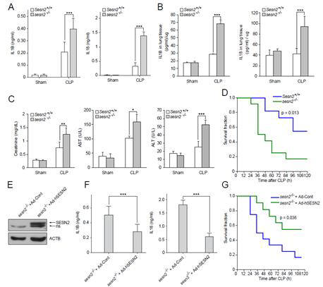 패혈증 동물모델에서 세스트린2의 염증 반응 억제 효과 증명 실험 (A-D) 세스트린2 결핍 생쥐와 정상 생쥐 패혈증 동물모델에서 세스트린2 결핍 생쥐의 혈액에서 염증 수치가 현저히 높았고(A) 폐조직에서의 염증 수치도 높았으며(B) 장기손상 정도도 높았고(C) 치사율 또한 높았다(D). (E-G) 세스트린2 결핍 생쥐에 세스트린2를 발현시킨 패혈증 모델에서(E) 세스트린2를 발현시키면 염증 수치가 낮아졌고(F) 생존율이 높아졌다(G).