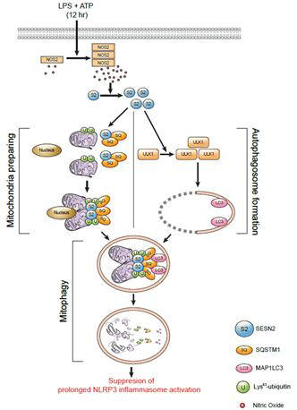 패혈증 모델에서 과도한 염증 반응을 억제하기 위한 세스트린2의 역할. 미생물 인자 자극에 손상된 미토콘드리아를 세스트린2가 자가포식을 통해 제거해 과도한 면역 염증 반응을 억제한다.