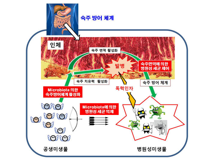 미생물을 이용한 병원성 세균 억제 모식도<자료: 김건우 서강대 교수 제공>