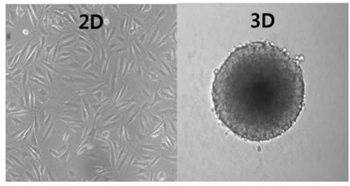 3차원으로 배양한 세포는 기존 세포 배양 방식과는 다르게 세포의 원래 모양 그대로 유지가 가능하다.