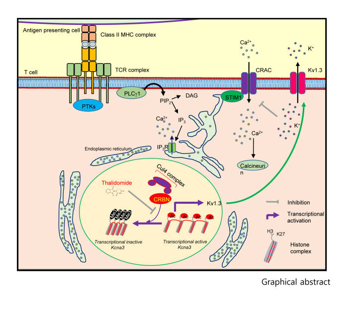 CD4+ T세포 내에서 새로운 CRBN의 활성화 조절 기전. 면역세포 중 하나인 CD4+ T세포 표면의 T세포 수용체와 항원제시세포의 결합에 신호가 발생한 후 CD4+ T세포 활성화를 위한 세포 표면 Ca 채널에 의한 세포 내로의 Ca2+ 흐름이 발생하고 이와 동시에 세포 표면의 K+ 채널은 K+을 세포 밖으로 이동이 발생한다. 이 때 CRBN은 세포 핵 내에서 유전자의 K+ 채널 발현조절 부위의 후생학적 변형을 통한 발현 억제를 진행하고, 이에 의해 K+ 채널의 발현 감소로 K+의 세포 밖으로의 이동이 저해되면 이것과 연동된 Ca2+의 세포 내로의 이동도 저해되면서 CD4+ T세포의 활성화가 조절 된다.