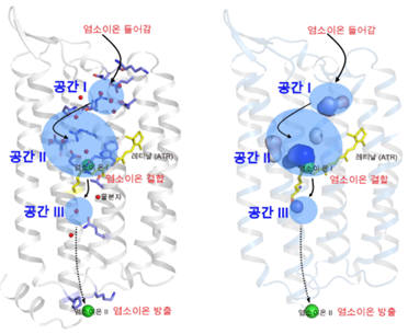 염소로돕신의 입체 구조 및 염소 이온 이동 경로 염소로돕신 구조에서 두 개의 염소이온이 구조에서 관찰됐고, 단백질 내에 세 개의 공간들이 (공간 I ~ III) 존재하는 것을 확인했다. 세포 밖에 고농도로 존재하는 염소 이온은 이들 공간들을 순차적으로 통과하여 세포 밖에서 세포 내로 이동한다. 오른쪽 그림은 단백질 내에 존재하는 빈 공간을 보여주고 있다. 왼쪽의 그림의 공간 I,II,III와 일치한다.