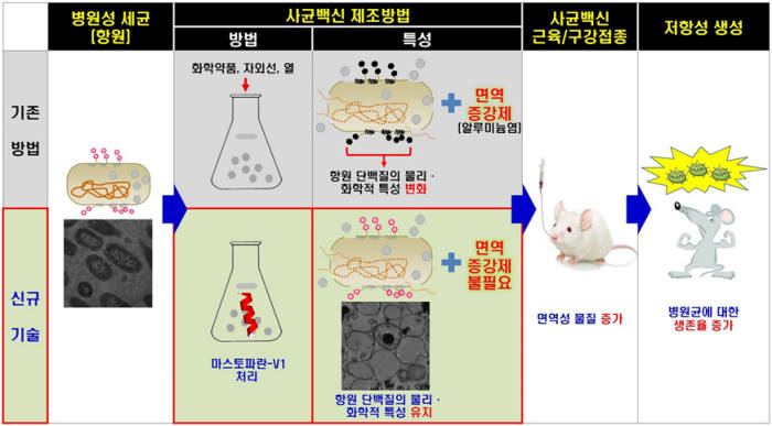 말벌 독(마스토파란-V1)을 이용한 사균백신 제조기술 개요. [자료:환경부]