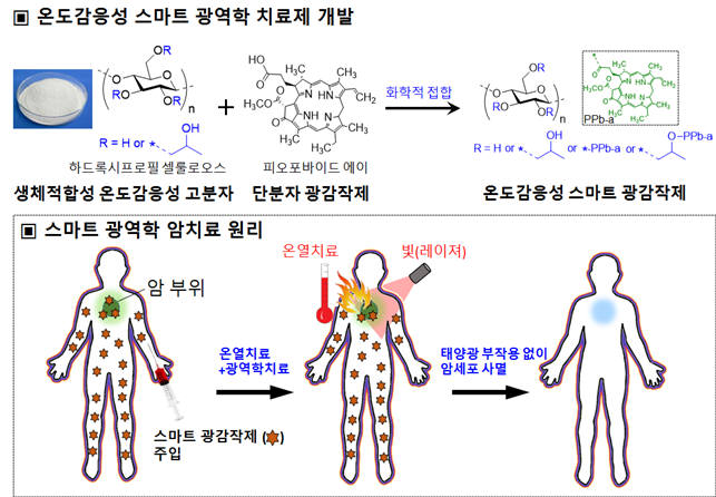 온도감응성 스마트 광역학 치료제 개발과 치료원리: 스마트 광감작제는 생체적합성이 뛰어나고 온도감응성을 갖는 고분자 다당류 물질과 기존의 단분자 광감작제를 화학적으로 접합해 개발했다. 개발된 스마트 광역학 치료제는 기존의 단분자 광감작제와 달리 온열치료와 동시에 처리하였을 때만 활성화 되므로 태양광 부작용 없이 보다 효과적으로 암치료를 가능하게 한다.