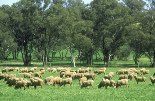 호주 양떼 목장 풍경
