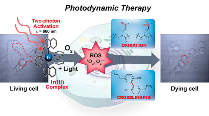 빛에 반응하는 이리듐 복합체를 이용해 암세포를 파괴하는 원리.
