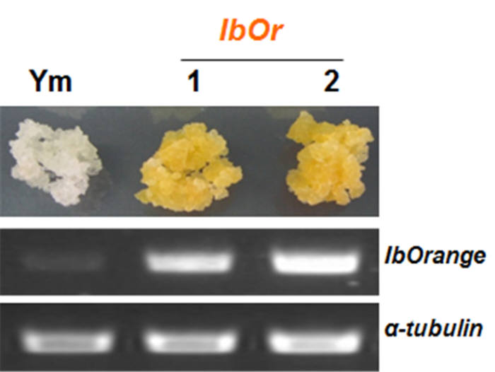 흰색 고구마(Ym: 율미품종) 배양세포에 IbOr 유전자를 고발현 시킨 황색의 형질전환 고구마 배양세포 (오른쪽 2개체)