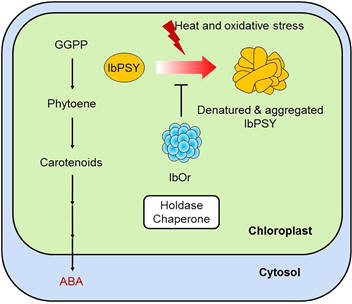 IbOr단백질의 카로티노이드 축적과 스트레스 내성 작용기작 모식도