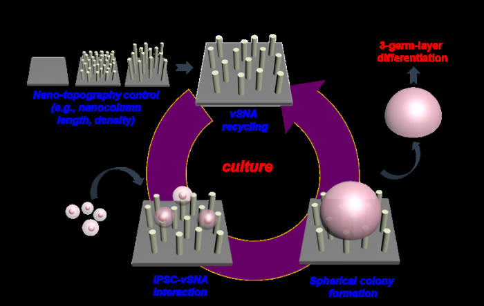 수직형 실리콘 나노기둥 구조를 이용한 유도만능줄기세포 배양 연구 모식도.
