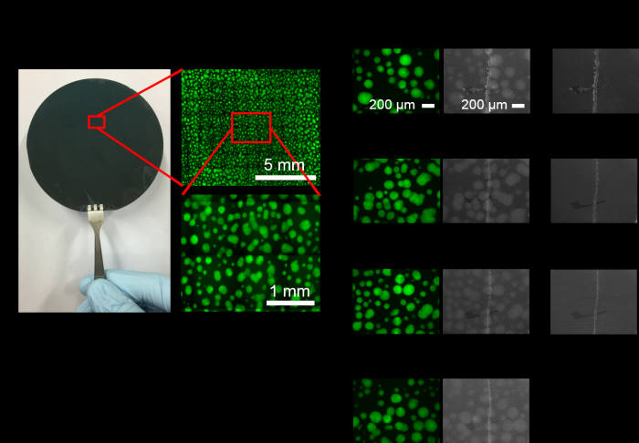 3인치 수직형 실리콘 나노기둥 구조(좌)와 배양된 유도만능줄기세포의 세포군체들의 형광사진들.