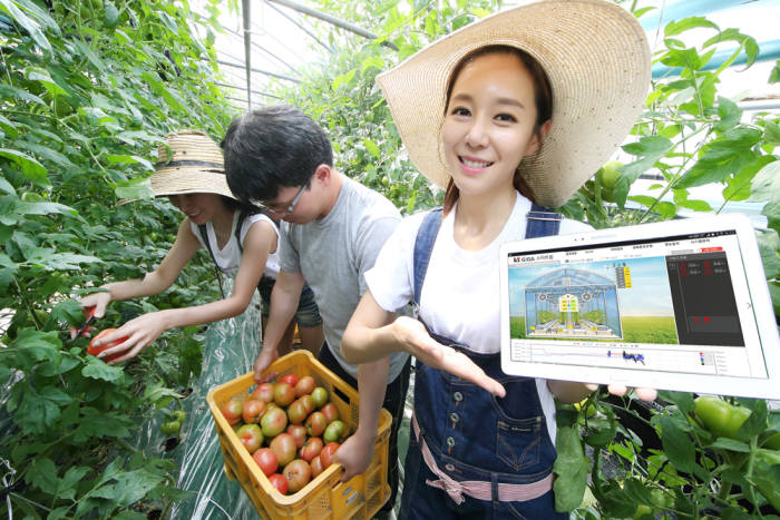 KT는 스마트팜 설비 구축 비용을 최대 40%까지 줄여주고 온실시설 제어 성능을 대폭 향상시킨 `KT GiGA 스마트팜` 서비스를 출시했다.