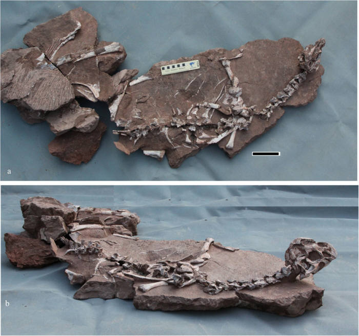 통티엔롱 리모수스 화석