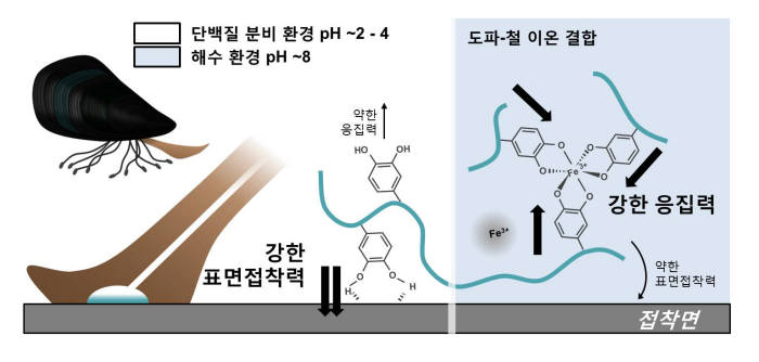 차형준 포스텍 교수 연구팀은 홍합이 표면에 붙을 수 있는 접착단백질 작용 메커니즘을 규명했다. 사진은 홍합이 표면에 붙을때 도파-철 이온결합 모습을 나타낸 그림.