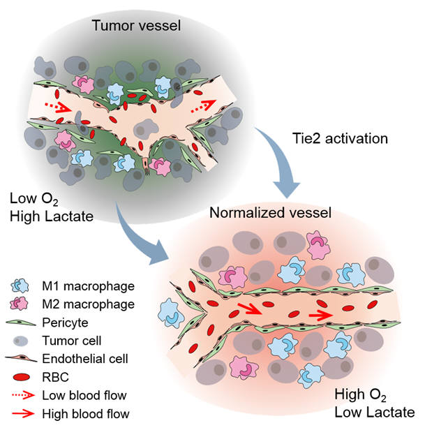 비정상적인 암 혈관과 TIE2 활성화로 정상화된 암 혈관의 모식도