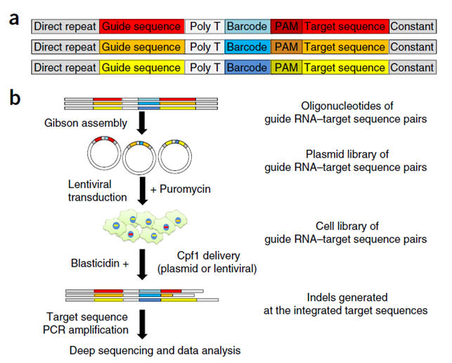 본 연구에서 개발한 유전자가위 대량검증법
 a) 유전자가위 대량검증을 위한 가이드RNA와 각 가이드RNA가 작용하는 표적 염기서열을 짝을 이뤄 디자인한 모습
 b) 디자인 된 가이드RNA와 표적 염기서열 라이브러리를 세포 내 전달해 활성을 최종적으로 측정하는 실험방법.