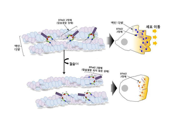 EFhd2의 액틴다발형성 메커니즘 모식도