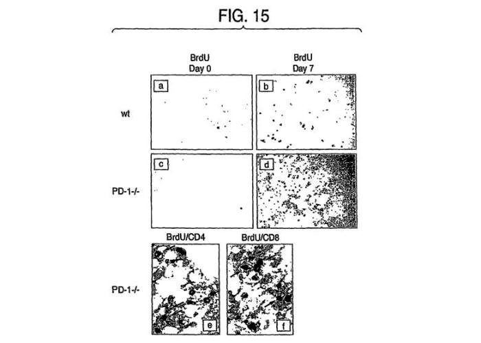 오노사가 보유한 PD-1 항체 특허(US8728474) 도면