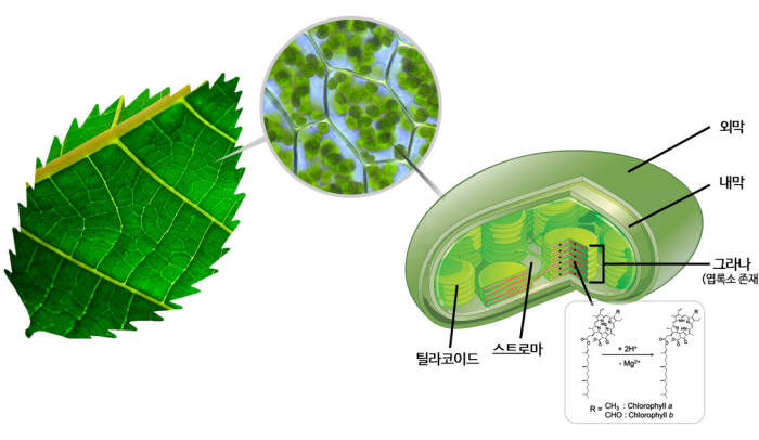 광합성 엽록소 탈금속반응 모식도