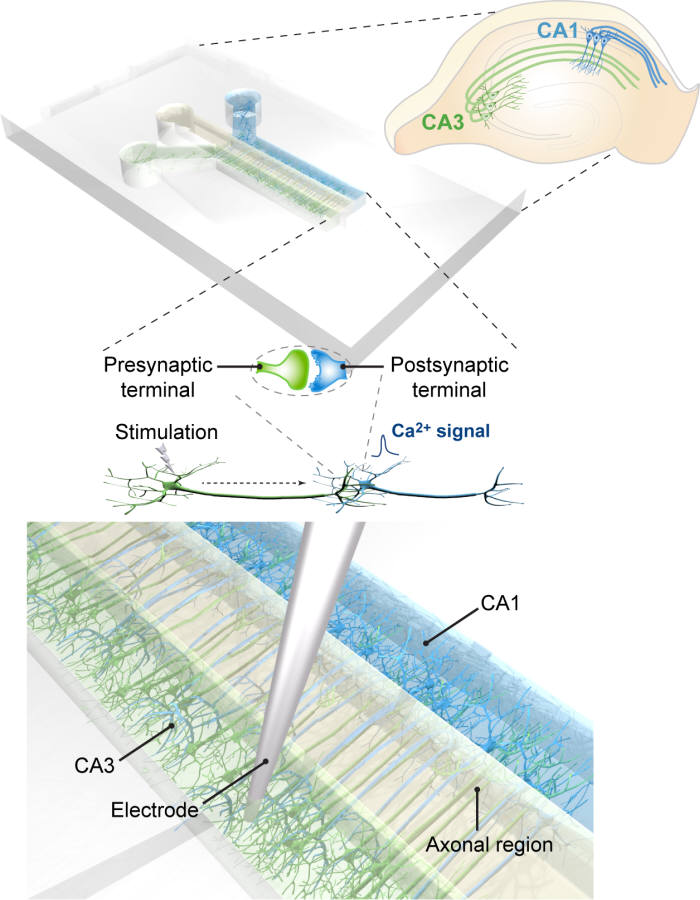 해마 내 상이한 CA3, CA1 세포군을 구획화할 수 있도록 고안한 3차원 세포 배양 플랫폼 (위)에 신경세포를 배양하면, 축삭의 성장 방향을 일정하게 유도 (아래)