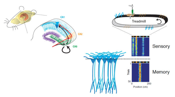 해마의 신경회로(좌), 2가지 종류의 해마 장소세포들이 발화하는 양상(우)