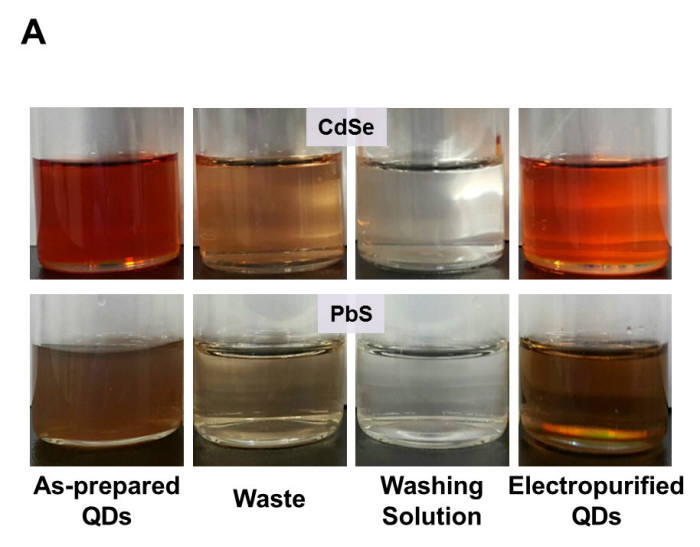 왼쪽부터 양자점 합성원액, 배출액, 세척액, 정제된 양자점 분산액의 모습