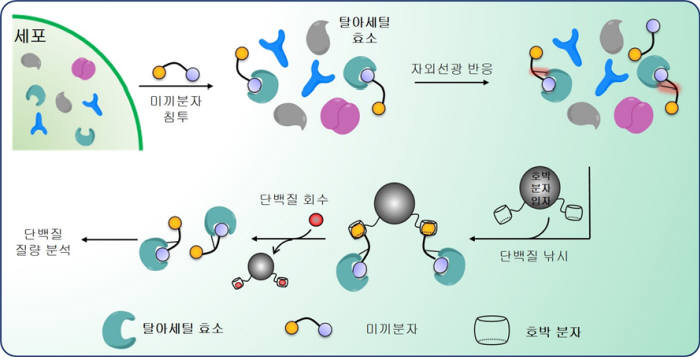 초분자화학을 기반으로 한 질병 단백질 낚시법 개요도