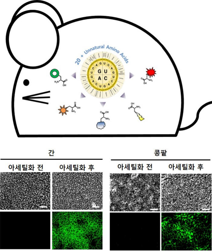 쥐 모델의 아세틸화 제어 결과