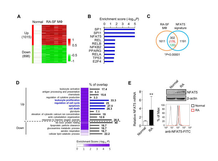 류마티스 관절염 대식세포성 활막세포에서 NFAT5의 발현의 증가와 그 역할 확인. (A 와 B) 류마티스 관절염 대식세포성 활막세포의 전사체 분석(A)과 전사체의 변화를 대변하는 대표적인 10개의 전사인자를 보여 준다 (B). (C) 류마티스 관절염 대식세포성 활막세포에서 변화하는 유전체와 NFAT5가 결핍된 활막세포에서 변화하는 유전체들 간의 공통적인 유전체 302개가 서로 의미 있게 겹치고 있다 (D) 류마티스 관절염 대식세포성 활막세포에서 변화한 유전체의 세포기능 분석결과를 보여 준다. (E) 류마티스 관절염 대식세포성 활막세포에서 NFAT5 발현의 증가를 확인했다.