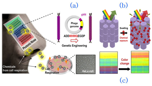 인공 코 개념도(방향족 물질과 결합할 수 있는 기능성 바이러스의 개발(a)과 이를 이용해 만든 색깔을 나타내는 나노 구조체(b), 그리고 방향족 물질이 감지되었을 때 나노 구조체의 색깔이 변화하는 것(c)을 나타낸다.