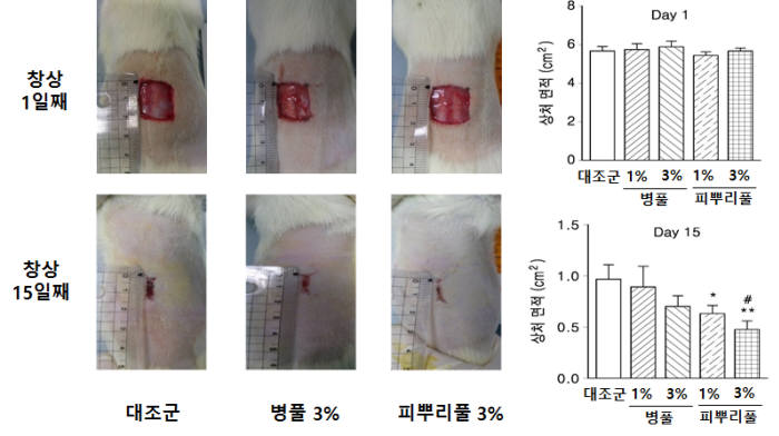 <피뿌리풀 및 병풀 추출물의 창상회복 효과 도식> 마데카솔의 원료인 병풀과 연구진이 발굴한 병풀 추출물의 창상 회복 효과를 비교해 나타낸 사진과 그래프.