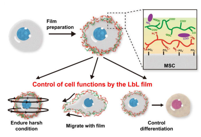 <줄기세포 표면의 박막 코팅 이미지 모식도> 세포 표면에 제조된 다층박막의 모식도(위쪽)와 기대할 수 있는 효과 모식도(아래쪽). 박막을 코팅해 세포 안정성 증대(왼쪽), 이동성능 유지(가운데), 분화기능 유지와 조절(오른쪽)이 가능해짐을 알 수 있음.