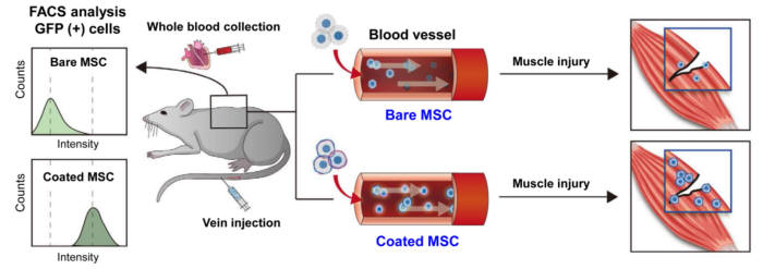 <줄기세포를 쥐의 정맥에 주입하고 세포 생존능 및 표적화 효능 확인> 줄기세포 표면에 다층박막을 제조한 후 쥐 꼬리 정맥주사(tail vein injection)를 통해 세포를 주입했다. 나노 옷을 입은 세포는 최대 3일 동안 혈액 내에 더 많은 수가 생존하는 것을 확인했다. 쥐 허벅지 근육 상처부위에 더 많이 이동할 수 있는 기회가 생겨 상처부위에 많은 수가 존재하는 것을 확인했다. 줄기세포 치료 효과 가능성이 높음을 밝혔다.