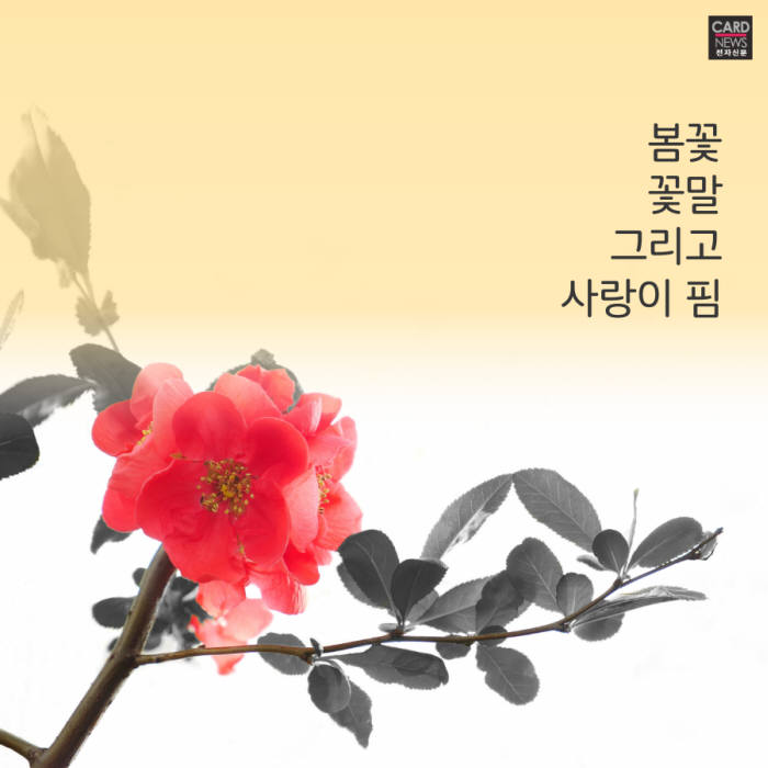 [카드뉴스]꽃을 봄, 사랑을 봄