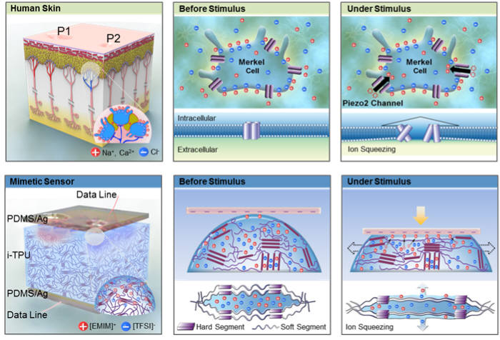 인간을 포함한 포유류 피부의 외부압력 센싱과정(상)과 개발된 생체 모사형 전자피부의 촉각센싱과정(하)을 나타내는 모식도