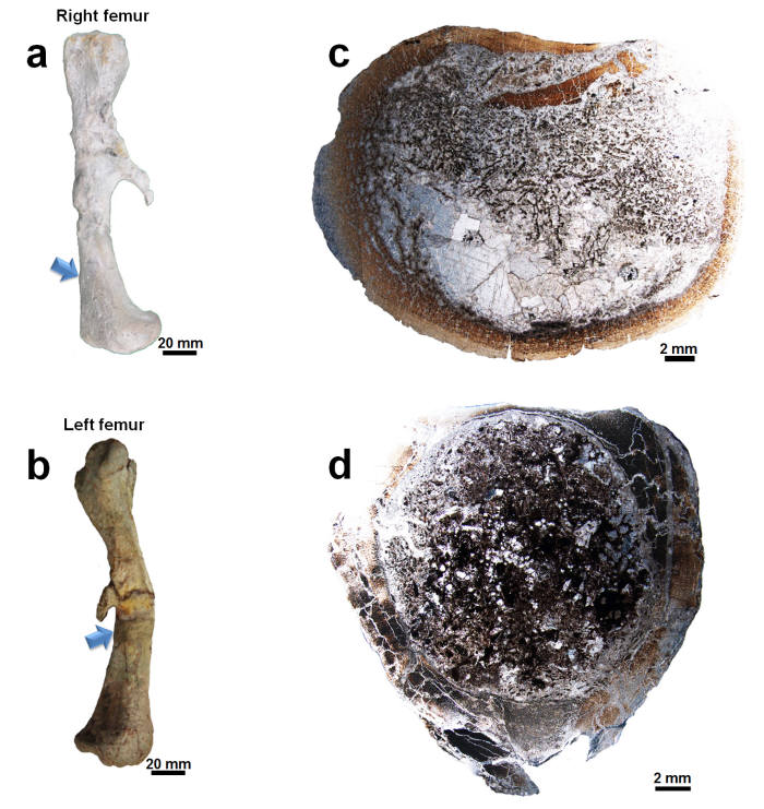 전남대 한국공룡연구센터 등이 미세구조 분석에 성공한 코리아노사우루스의 대퇴골 화석 뼈.