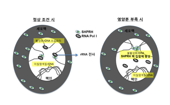 SHPRH 단백질의 RNA 전사 조절 과정