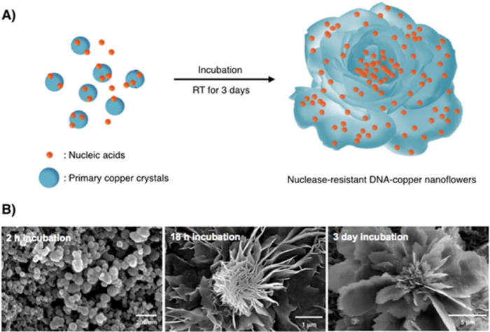 KAIST는 DNA에 구리 이온을 직접 반응시켜 높은 성능의 '나노 꽃' 구조체를 만드는데 성공했다. 사진은 나노 꽃 구조의 제작결과 모습.