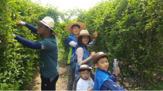 신한은행 직원 가족이 지난 13일 오미자 지지대 및 순따기 작업 등 농촌일손돕기 봉사활동을 진행했다.