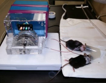 UC버클리 연구진의 실험 과정. 젊은 쥐와 나이든 쥐의 혈액을 서로 교환해 일어나는 변화를 살폈다. (출처: UC Berkeley)