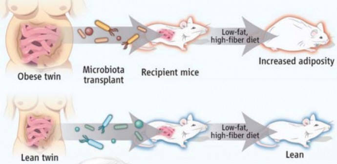 2014년 학술지 '셀'에 실린 연구 내용. 뚱뚱한 사람의 마이크로바이옴을 정상 쥐에게 이식하자 뚱뚱해졌고(위), 마른 사람의 마이크로바이옴을 이식한 경우엔 쥐가 날씬해졌다(아래). (출처: The Cell)