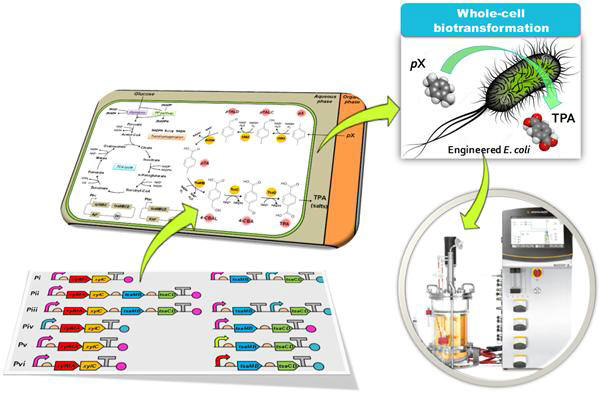 대장균을 이용한 파라자일렌→테레프탈산 바이오 전환 개념도