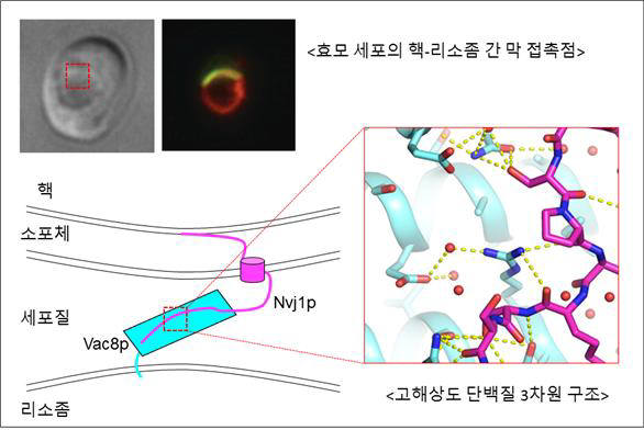 효모세포의 소기관인 핵과 리소좀을 직접 연결하는 막접촉점.