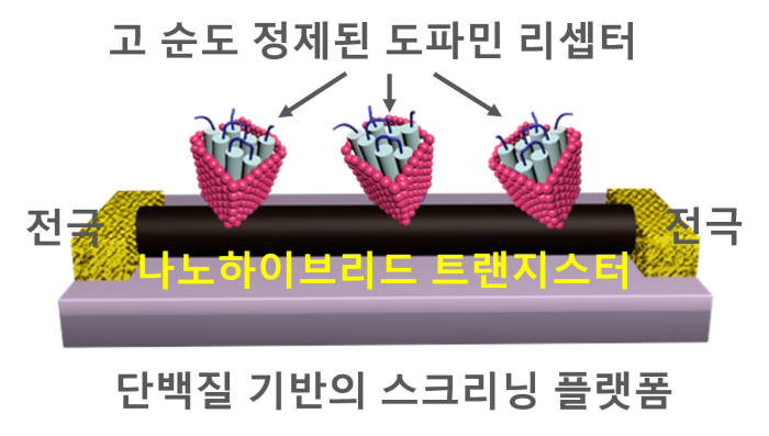 고순도로 정제한 도파민 수용체를 나노하이브리드 트랜지스터와 결합한 모식도.